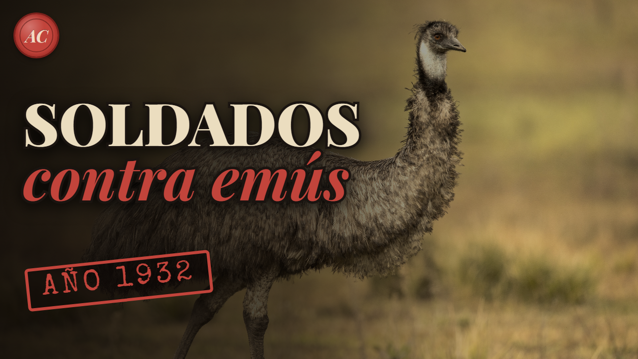 La GUERRA DEL EMÚ: cuando el ejército australiano se enfrentó a 20.000 aves (1932)
