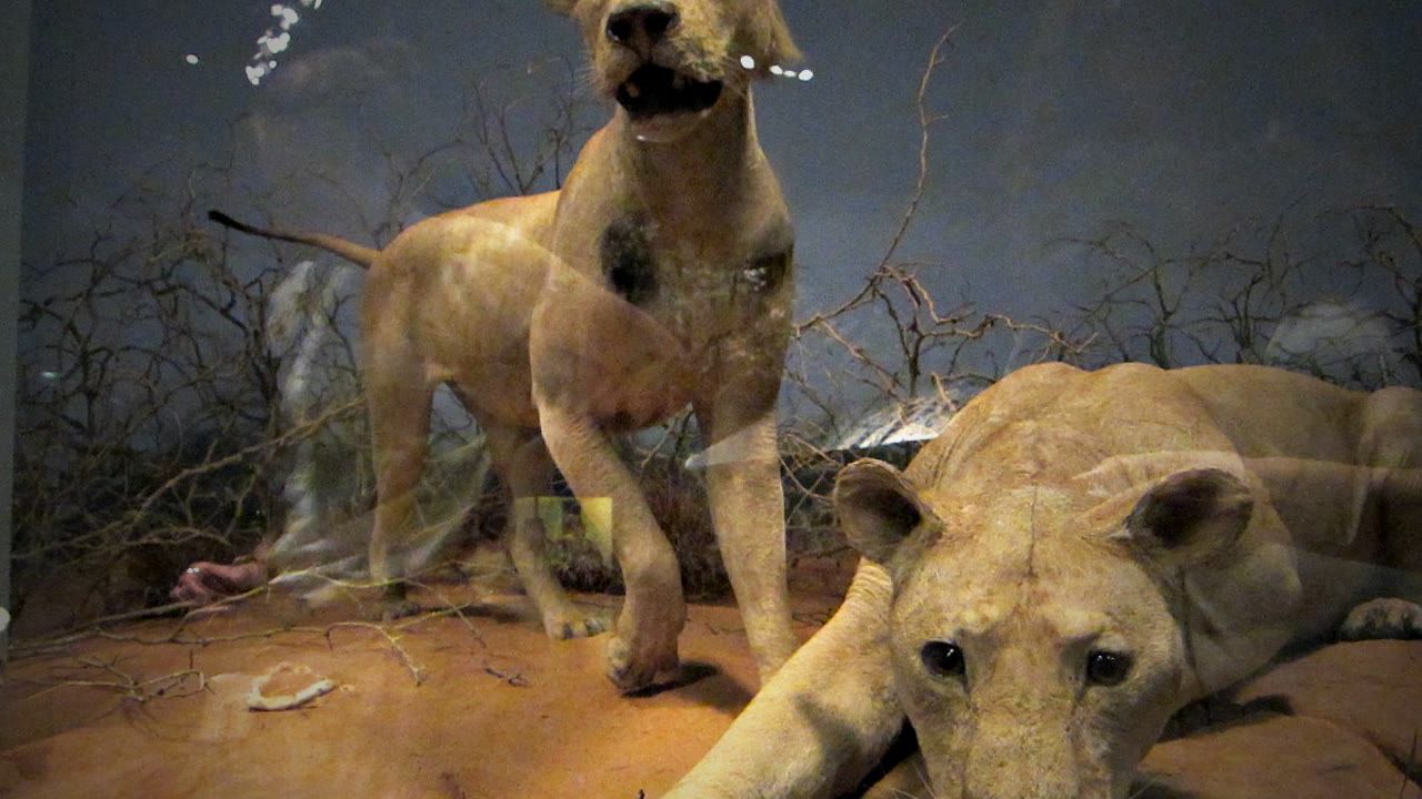 Los LEONES de Tsavo, la leyenda que paralizó un ferrocarril