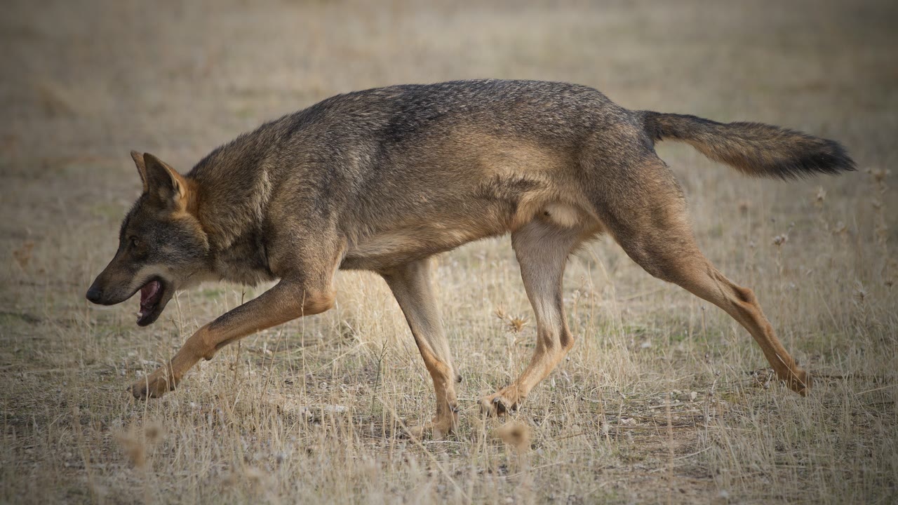 El HOMBRE LOBO de Allariz existió… y fue juzgado en España